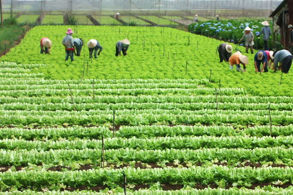 Ứng dụng công nghệ tưới tự động trong sản xuất Nông nghiệp tại Đức Trọng - Lâm Đồng